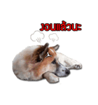 BOUNS ＆ BAIBUA（個別スタンプ：2）