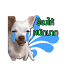 BOUNS ＆ BAIBUA（個別スタンプ：6）