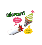BOUNS ＆ BAIBUA（個別スタンプ：12）