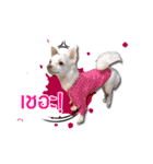 BOUNS ＆ BAIBUA（個別スタンプ：15）