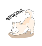 Praew Bangkaew dog（個別スタンプ：10）