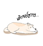 Praew Bangkaew dog（個別スタンプ：13）