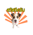 Meedadar（個別スタンプ：1）