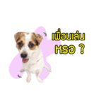 Meedadar（個別スタンプ：6）