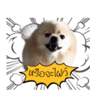 Nobii Dog（個別スタンプ：1）