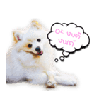 Nobii Dog（個別スタンプ：2）