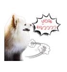 Nobii Dog（個別スタンプ：3）