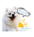 Nobii Dog（個別スタンプ：4）