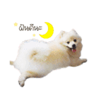 Nobii Dog（個別スタンプ：6）