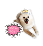 Nobii Dog（個別スタンプ：8）