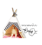 Nobii Dog（個別スタンプ：10）