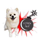 Nobii Dog（個別スタンプ：15）