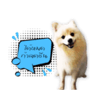 Nobii Dog（個別スタンプ：16）