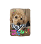 かわいいかわいいマロン♪（個別スタンプ：4）