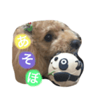 かわいいかわいいマロン♪（個別スタンプ：12）