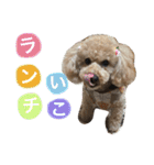 かわいいかわいいマロン♪（個別スタンプ：13）