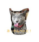 ロシアンブルー猫 シェンラン（個別スタンプ：8）