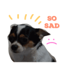 sassy doggy（個別スタンプ：5）