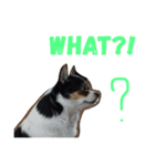 sassy doggy（個別スタンプ：7）