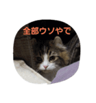 こじろうの気持ち（個別スタンプ：6）
