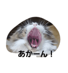 こじろうの気持ち（個別スタンプ：8）