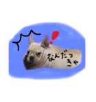 フレブルのこてっつぁん（個別スタンプ：3）