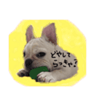 フレブルのこてっつぁん（個別スタンプ：5）