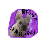 フレブルのこてっつぁん（個別スタンプ：12）