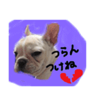 フレブルのこてっつぁん（個別スタンプ：13）