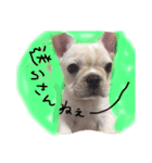 フレブルのこてっつぁん（個別スタンプ：15）