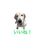 犬のNさん 2頭身バージョン（個別スタンプ：1）