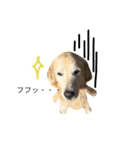 犬のNさん 2頭身バージョン（個別スタンプ：2）