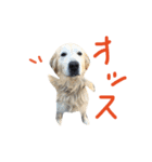犬のNさん 2頭身バージョン（個別スタンプ：3）