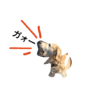 犬のNさん 2頭身バージョン（個別スタンプ：4）