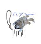 犬のNさん 2頭身バージョン（個別スタンプ：5）