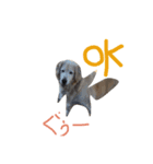 犬のNさん 2頭身バージョン（個別スタンプ：6）