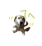 犬のNさん 2頭身バージョン（個別スタンプ：7）