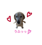 犬のNさん 2頭身バージョン（個別スタンプ：8）