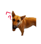 ぐーたら犬 スタンプわん（個別スタンプ：1）