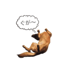 ぐーたら犬 スタンプわん（個別スタンプ：4）