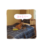 ぐーたら犬 スタンプわん（個別スタンプ：5）