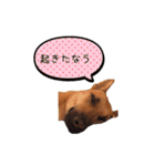 ぐーたら犬 スタンプわん（個別スタンプ：6）