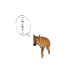 ぐーたら犬 スタンプわん（個別スタンプ：7）