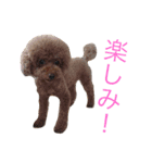 チョコの気持ち（個別スタンプ：20）