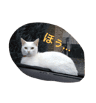しろねこスタンプ3（個別スタンプ：3）
