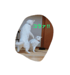 しろねこスタンプ3（個別スタンプ：5）