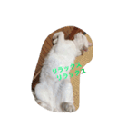 しろねこスタンプ3（個別スタンプ：6）