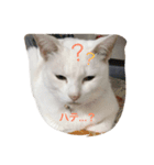 しろねこスタンプ3（個別スタンプ：7）