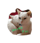 しろねこスタンプ3（個別スタンプ：8）