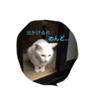 しろねこスタンプ3（個別スタンプ：10）